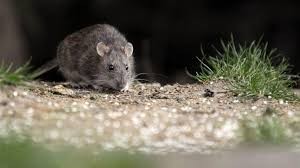 Murió un joven de 23 años de hantavirus en Bariloche | Información General