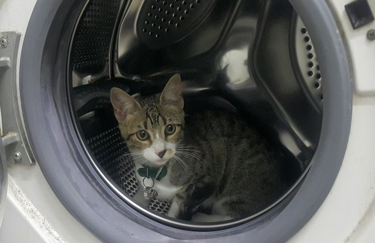 La condenaron a 6 meses de prisión por matar a su gato metiéndolo en el lavarropas | Redes
