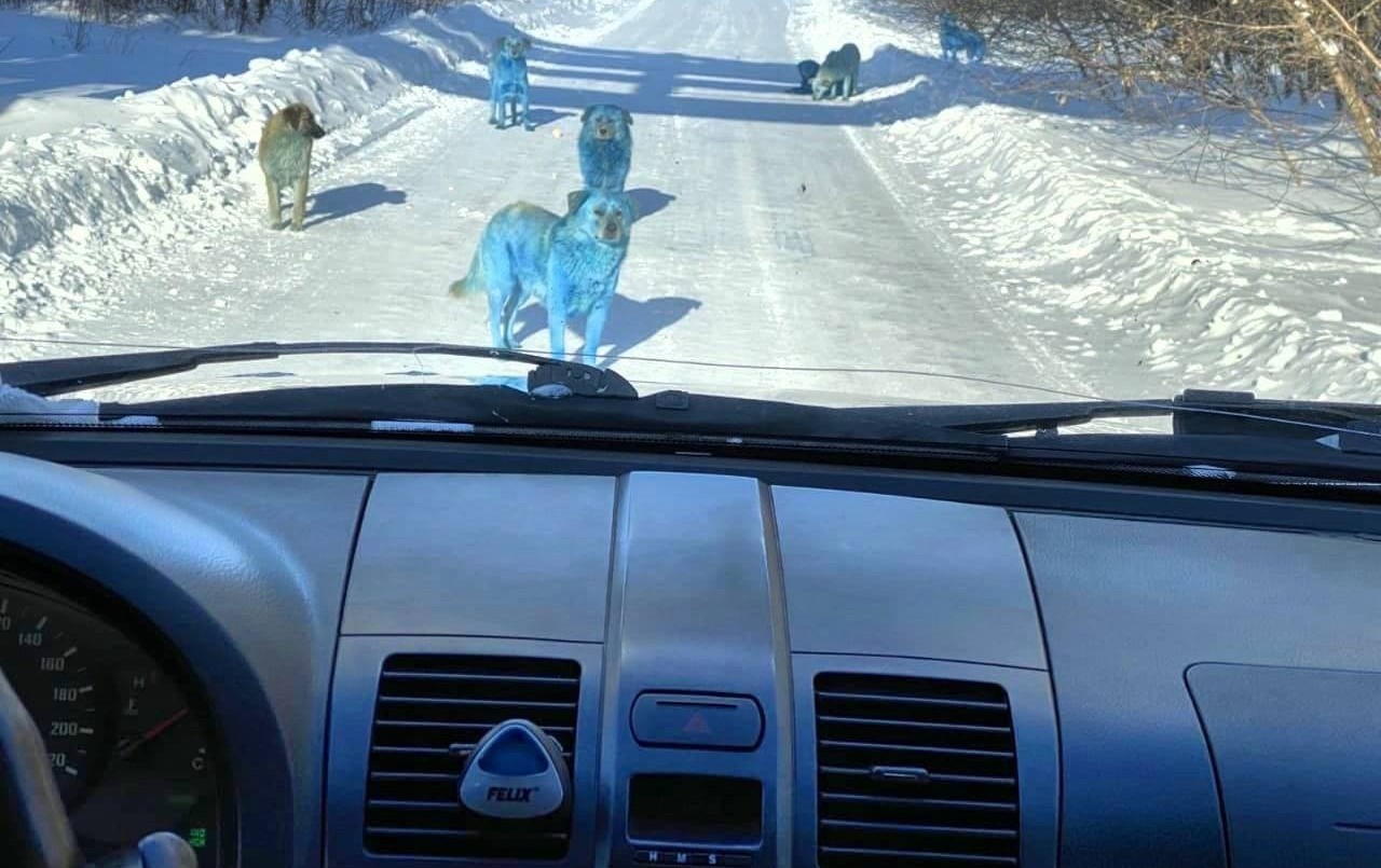 Perros con pelaje de color azul brillante sorprenden a los residentes de una ciudad rusa | Redes