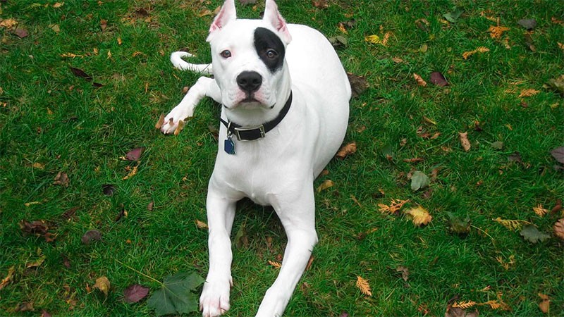 Entre Ríos: hospitalizaron a mujer de 80 años tras ser atacada por el perro Dogo de su hijo | Noticias