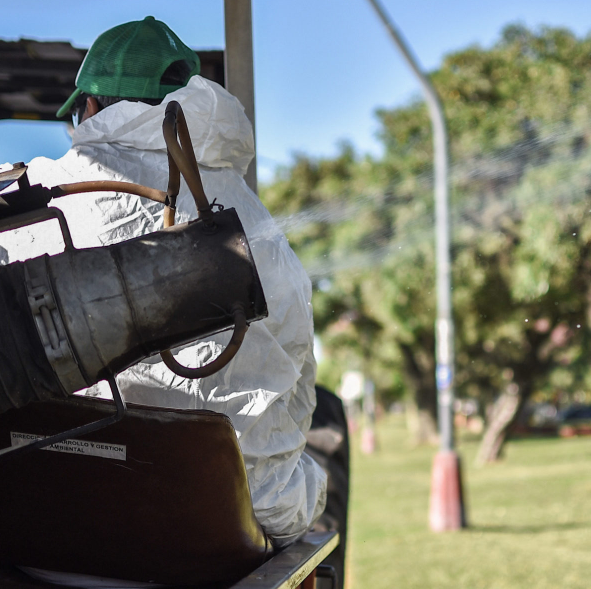 Invasión de mosquitos: continúan las tareas de fumigación en la ciudad | Información General