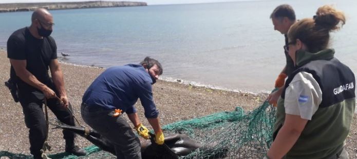 Pescadores matan a palazos a un lobo marino atrapado en una red en Península Valdés | Información General