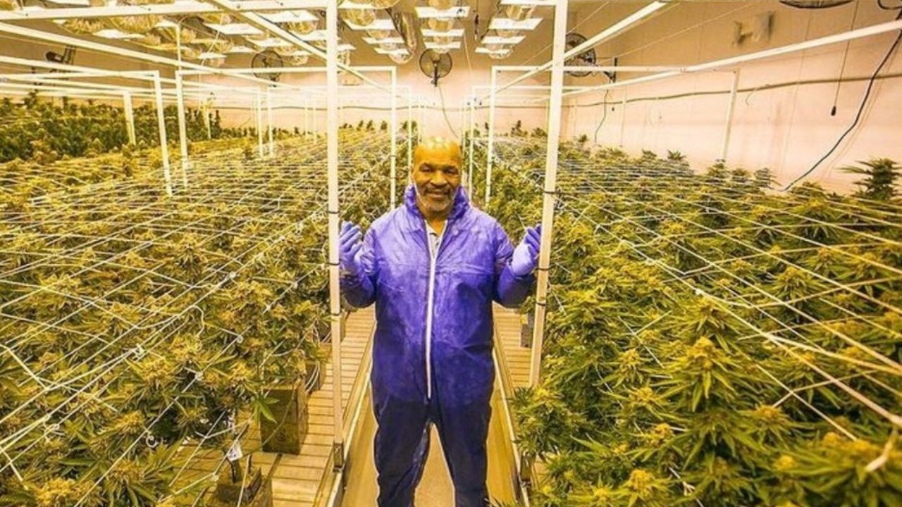 Mike Tyson gana 500.000 dólares mensuales con su plantación de cannabis en California | Deportes