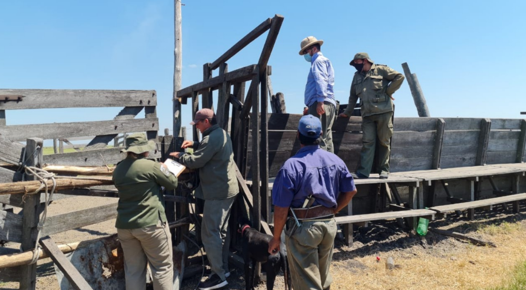 La Guardia Rural Los Pumas recuperó 138 bovinos en el departamento de 9 de Julio | Noticias