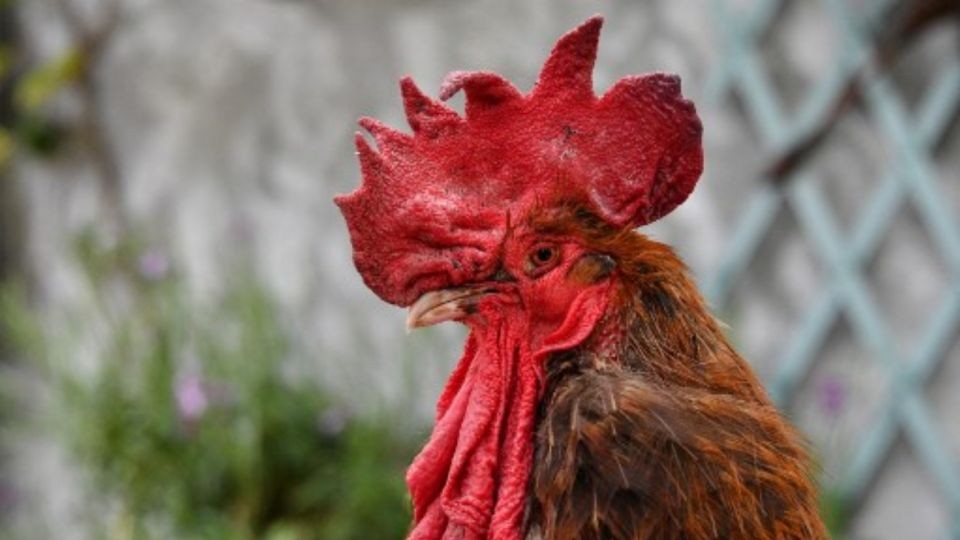 Recibió una multa de $ 40 mil por los ruidos que hace su gallo | Información General