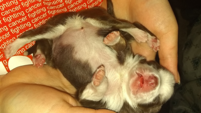 Video: la perrita que nació con 6 patas, 2 colas y 2 aparatos reproductores | Redes