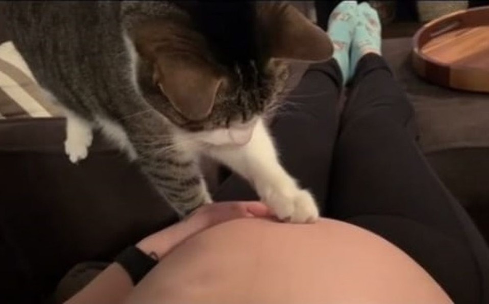 Video de TikTok: la reacción de un gatito al darse cuenta que su dueña está embarazada | Redes