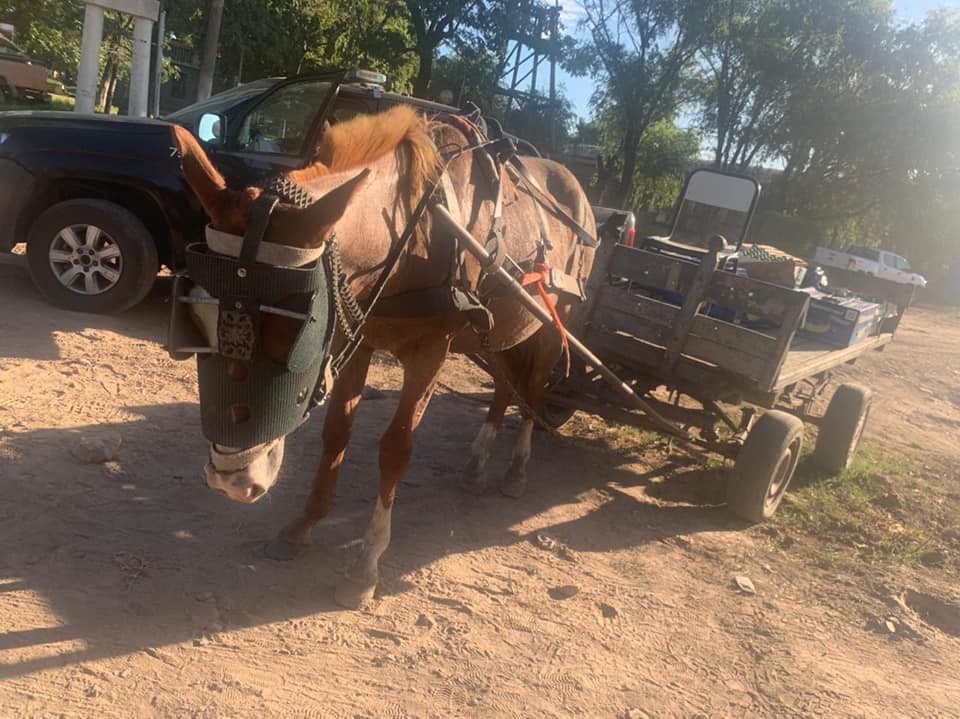 La organización S.O.S Caballos logró salvar a un ejemplar que padecía maltrato equino | Información General