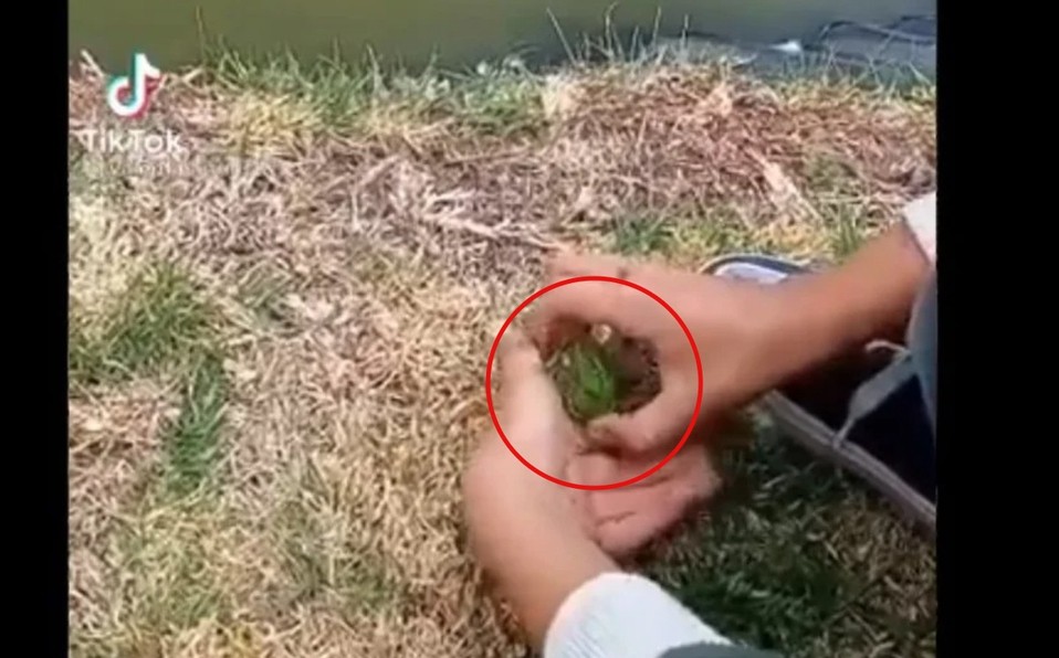 Video de TikTok: un nene deja una pequeña rana en el agua y un pato se la devora de un bocado | Redes