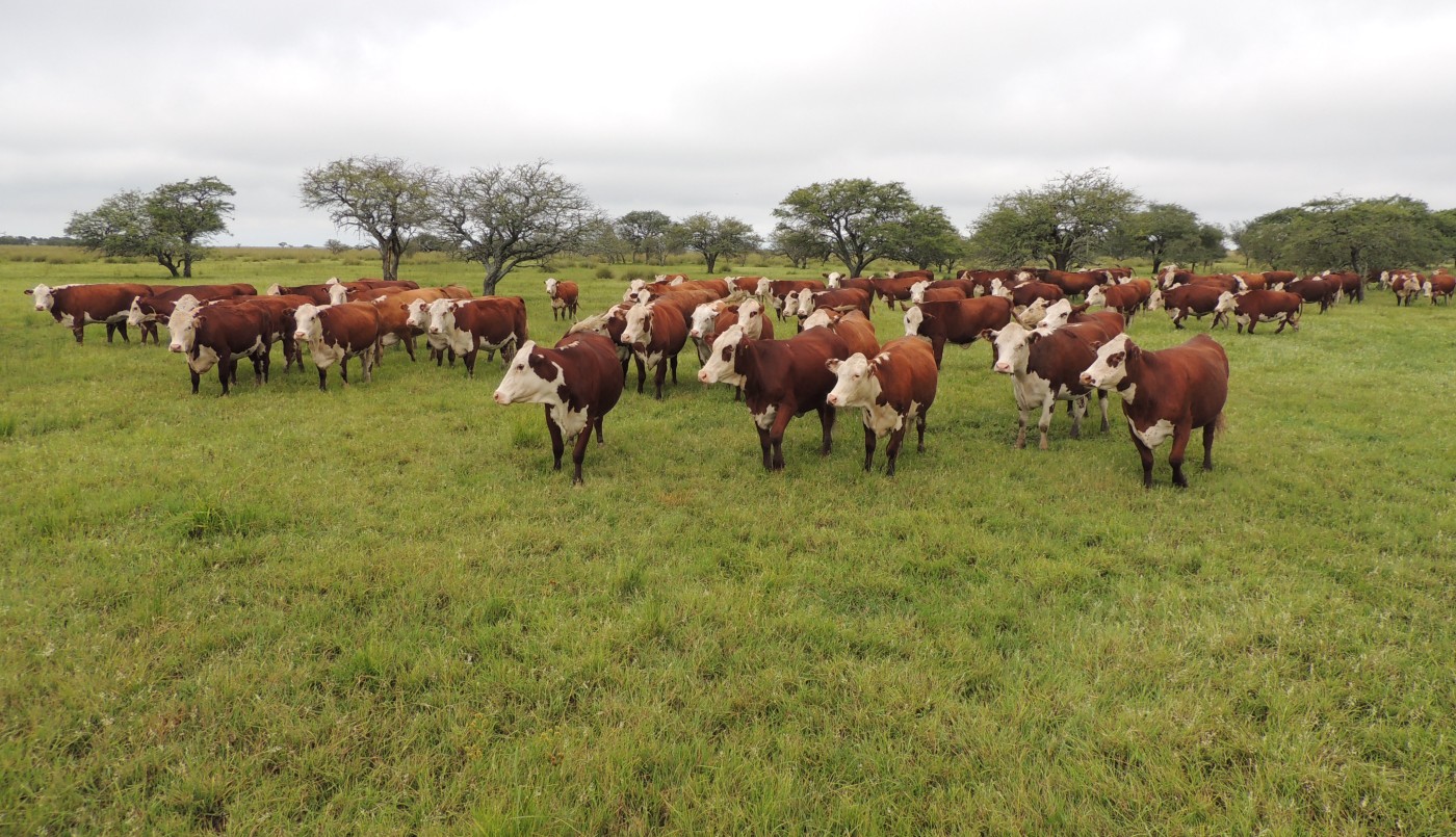 Productores y/o micropymes ganaderas: lanzan convocatoria para proyectos de inversión | Noticias