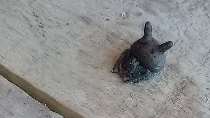 Video terrorífico: apareció una araña "cabeza de gato" en el patio de una casa | Redes