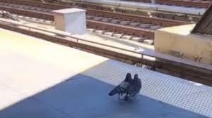 Video de TikTok: las dos palomas que empujan a otra a las vías del subte de Nueva York | Redes