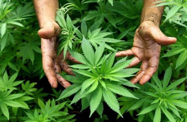 Reprocann: El Gobierno reglamentó el registro de autocultivo de cannabis medicinal | Nacionales