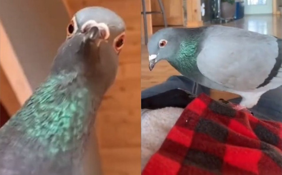 Video: la reacción de una paloma cuando su dueña finge que está muerta | Redes