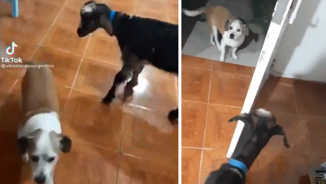 Videos: la historia de "Vilma", la cabra tiktoker y sus peleas con el perro "Vaca" | Redes