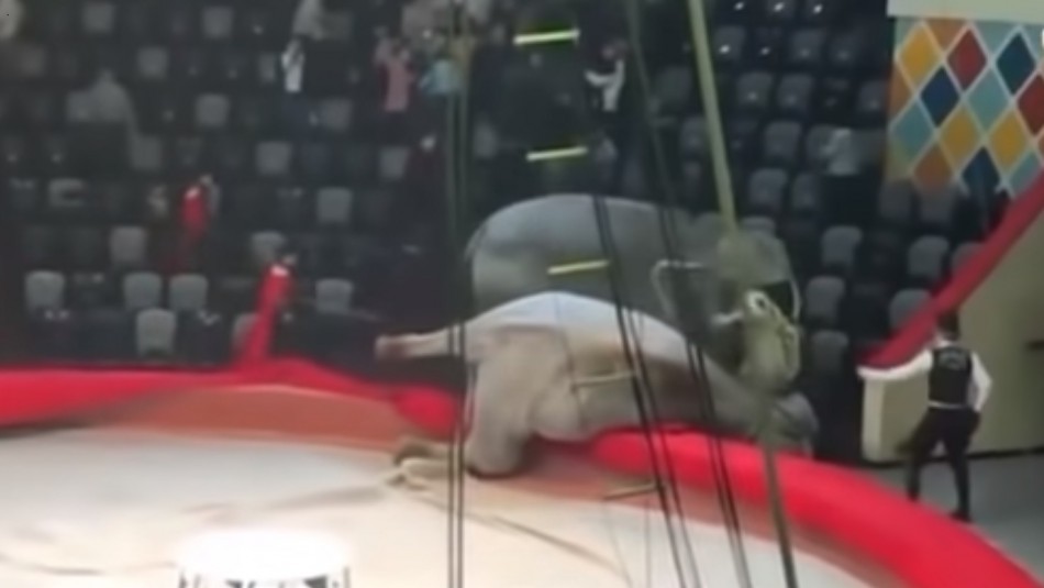 Video: dos elefantes se pelean en plena función de un circo | Redes