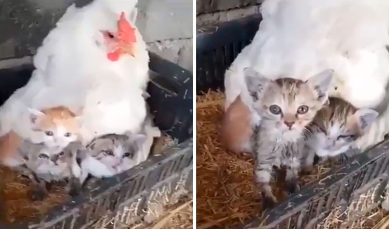Video: la gallina que adoptó tres gatitos como si fueran sus pollitos | Redes
