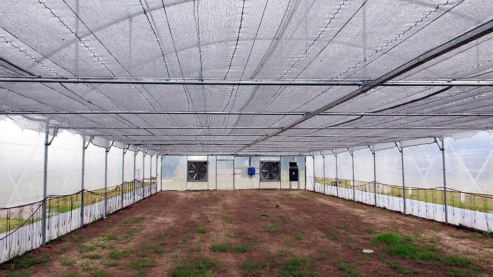 General La Madrid es el primer municipio del país autorizado a cultivar cannabis medicinal | Nacionales