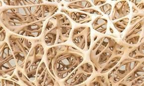 Logran la recuperación locomotora tras una lesión completa de médula espinal en modelos animales | Información General