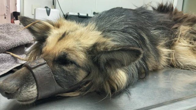 Le cortó la cola a su perra con un machete y la arrastró con el auto: "Pensaba tirarla" | Nacionales