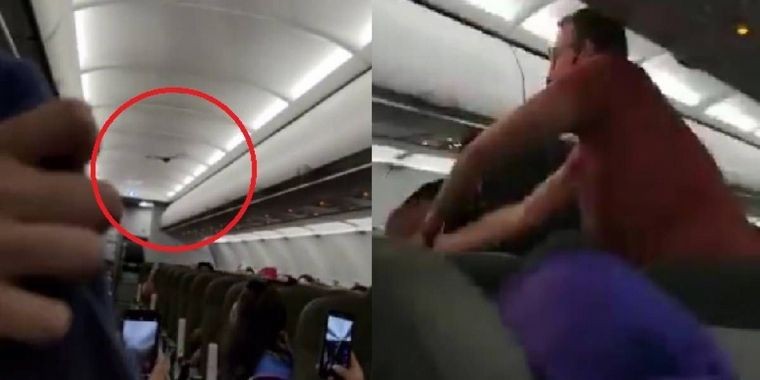 Videos virale: atraparon a un murciélago dentro de un avión | Redes