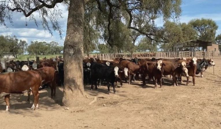 Apuntan a José Alperovich por el robo de ganado en Santiago del Estero | Nacionales