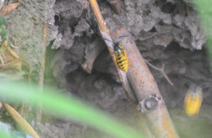 Preocupación en Viedma por el ataque de avispas amarillas | Nacionales