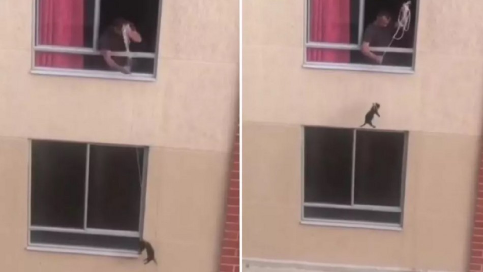 Video: ató a su perro y lo paseó desde el balcón de su casa en un segundo piso | Redes