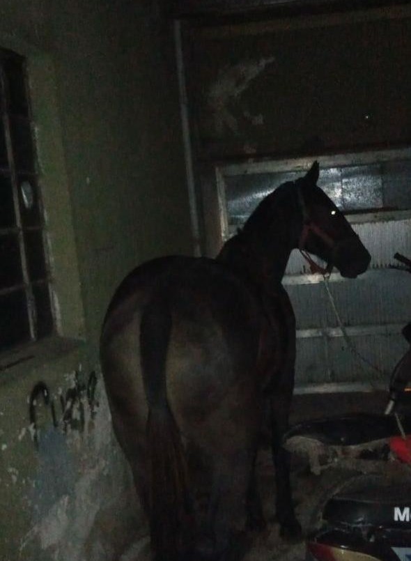La policía rescató a un caballo de 12 años | Noticias