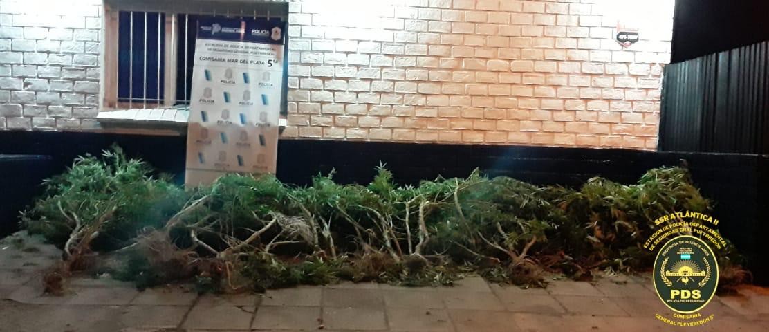 Electrificó un cerco para cuidar sus plantas de marihuana y murió | Nacionales