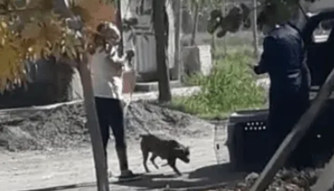 Pitbull atacó a una nena, se lo llevó la Policía y a las pocas horas se lo devolvieron a la dueña: "Va a matar a alguien" | Nacionales