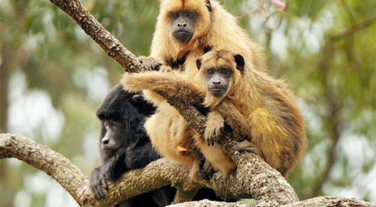 Hallan monos infectados con fiebre amarilla en Brasil: Argentina intensifica acciones de prevención | Nacionales