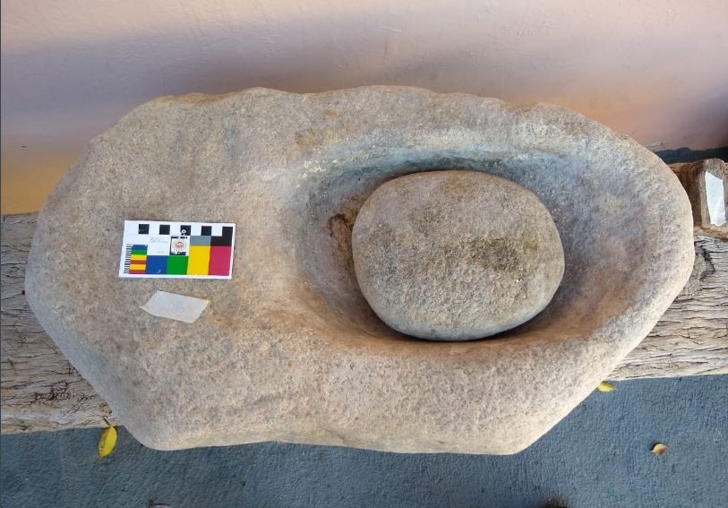 Arqueólogos del delito: recuperan una conana y troncos fosilizados que vendían por Internet | Nacionales