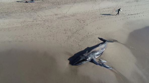 Una ballena apareció muerta en el sur de Mar del Plata | Nacionales