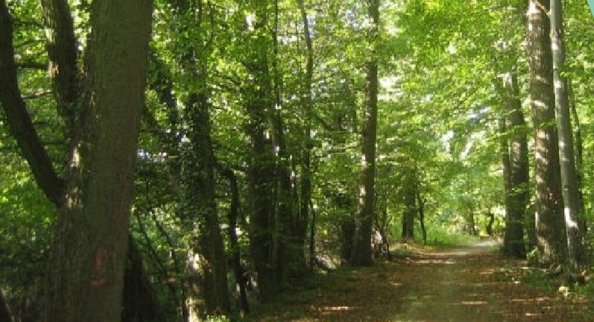 Santa Fe presentó un nuevo mapa de Ordenamiento Territorial de Bosques Nativos | Noticias