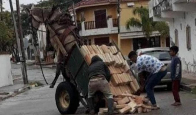Maltrato animal: el caballo que quedó suspendido en el aire por el peso del carro | Nacionales