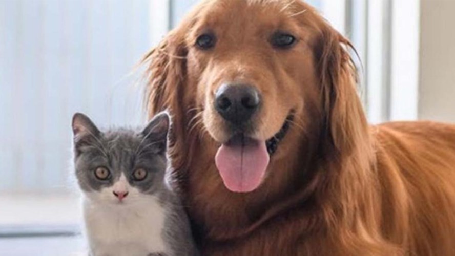 Estudios demostraron que se puede querer más a una mascota que a una pareja | Información General