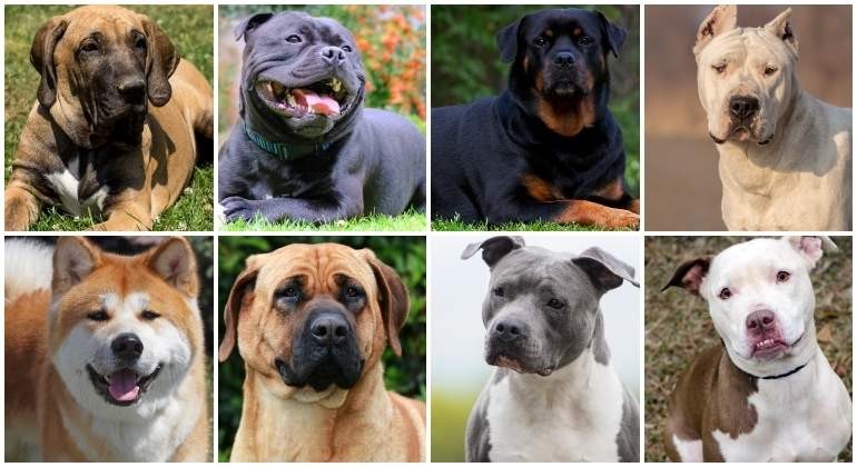 La Plata: Los perros potencialmente peligrosos deberán ser anotados en un registro obligatorio | Nacionales