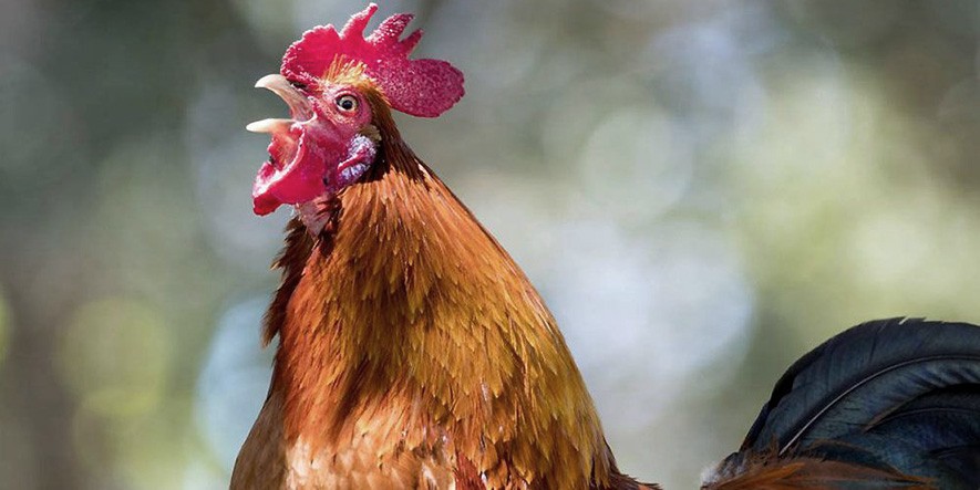 Murió el gallo del hombre multado en Coronel Pringles por ruidos molestos | Nacionales