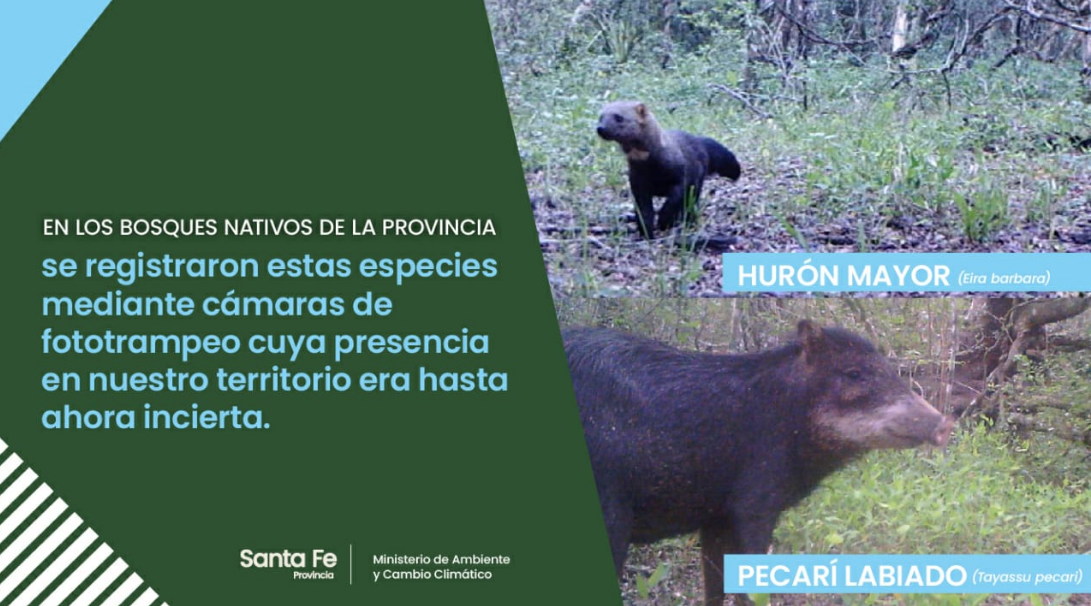 Se registraron dos especies animales nunca antes vistas en la provincia | Noticias