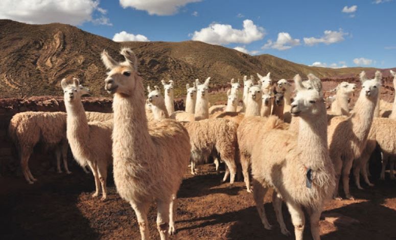 Carne de llama: una opción saludable y de antigua tradición, pero sin inserción en el circuito comercial | Nacionales