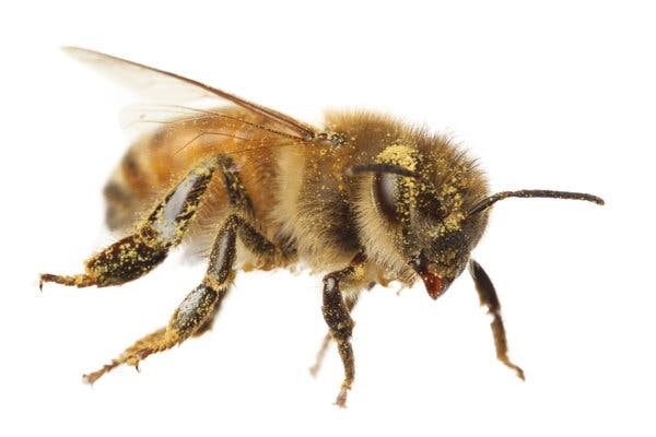 Video: el momento en que dos abejas logran abrir una botella de gaseosa | Redes