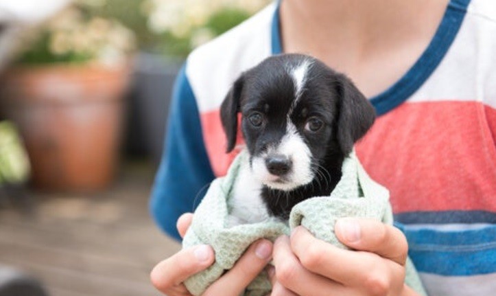 Adopciones de perros aumentaron 200% durante la pandemia | Juntos y solidarios
