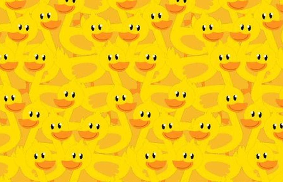 Sin marearte: encuentra al pollito entre los patos de este reto viral en 15 segundos | Redes