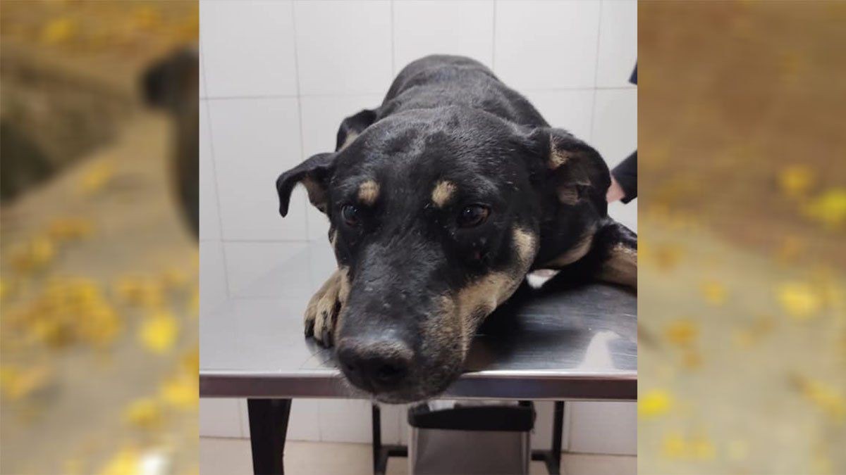 Doloroso caso de maltrato animal en Mendoza: atravesaron a un perro con un hierro | Nacionales