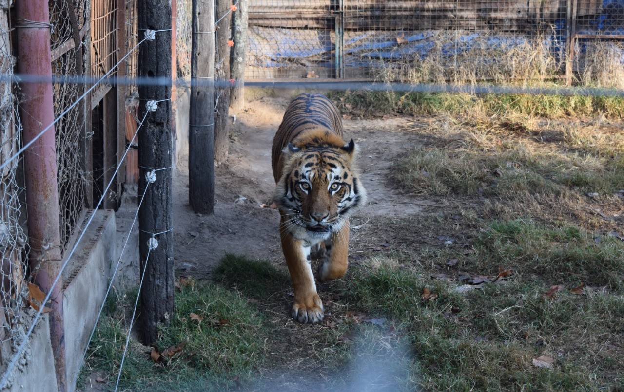 Rescataron un tigre y una leona en una casona del sur santafesino | Noticias