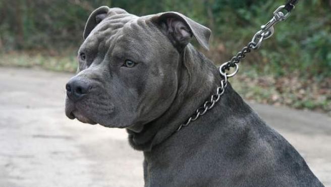 Un pitbull mató a otro perro, causó destrozos en una casa y fue baleado por la policía | Nacionales