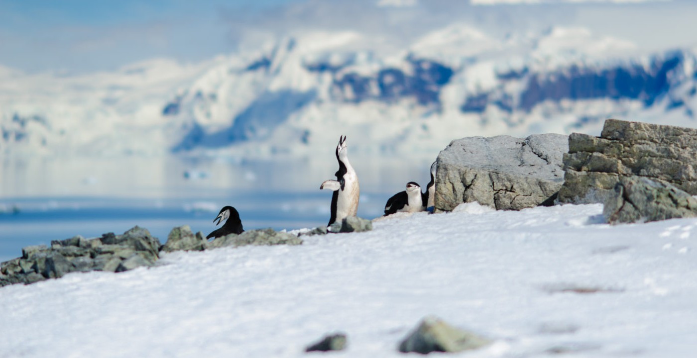El Tratado Antártico cumple 60 años de su entrada en vigencia | Nacionales