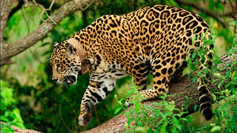 Jujuy: "cámaras-trampas" captaron a otros dos yaguaretés en bosques protegidos | Nacionales