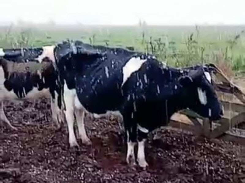 Nieve en Santa Fe: copos tapizaron los campos a 135 kilómetros de Rosario | Información General